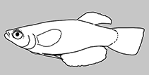 Image of Aplocheilichthys spilauchen (Banded lampeye)