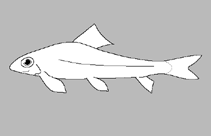 Image of Psilorhynchus microphthalmus 