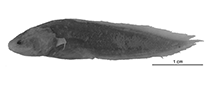 To FishBase images (<i>Paradiancistrus acutirostris</i>, Vanuatu, by W. Schwarzhans et al.)