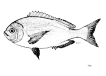 To FishBase images (<i>Pachymetopon aeneum</i>, by FAO)
