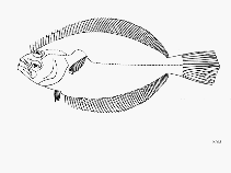 Image of Paralichthys aestuarius (Cortez flounder)