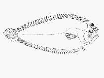 To FishBase images (<i>Paralichthodes algoensis</i>, South Africa, by SFSA)