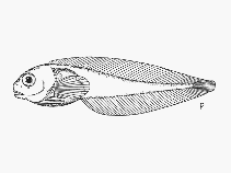 To FishBase images (<i>Paraliparis australis</i>, South Africa, by SFSA)