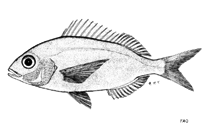 To FishBase images (<i>Pagellus natalensis</i>, by FAO)
