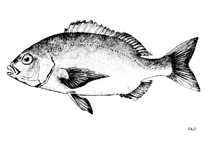 To FishBase images (<i>Pachymetopon blochii</i>, by FAO)