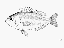 To FishBase images (<i>Parascolopsis boesemani</i>, by FAO)