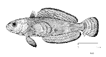 To FishBase images (<i>Pagothenia brachysoma</i>, by FAO)