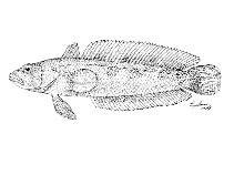 To FishBase images (<i>Patagonotothen brevicauda</i>, by Lloris, D.)