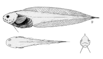 To FishBase images (<i>Paraliparis calidus</i>, Canada, by Canadian Museum of Nature, Ottawa, Canada)