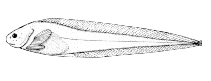 To FishBase images (<i>Paraliparis cephalus</i>, Canada, by Canadian Museum of Nature, Ottawa, Canada)