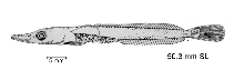 Image of Parachaenichthys charcoti 