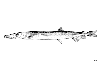 To FishBase images (<i>Paralepis coregonoides coregonoides</i>, by FAO)