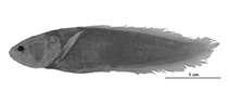 To FishBase images (<i>Paradiancistrus cuyoensis</i>, Philippines, by W. Schwarzhans et al.)