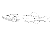 To FishBase images (<i>Paraholtbyrnia cyanocephala</i>, Cape Verde, by Reiner, F.)
