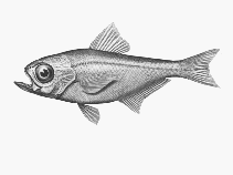 To FishBase images (<i>Parapriacanthus elongatus</i>, by CSIRO)