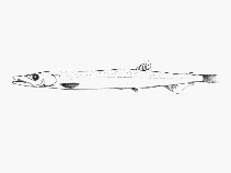 To FishBase images (<i>Paralepis elongata</i>, by SFSA)