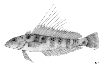 To FishBase images (<i>Parapercis filamentosa</i>, by FAO)
