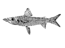 To FishBase images (<i>Parasudis fraserbrunneri</i>, Cape Verde, by Reiner, F.)