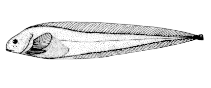To FishBase images (<i>Paraliparis garmani</i>, Canada, by Canadian Museum of Nature, Ottawa, Canada)
