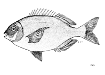 To FishBase images (<i>Pachymetopon grande</i>, by FAO)