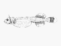To FishBase images (<i>Parataeniophorus gulosus</i>, by SFSA)