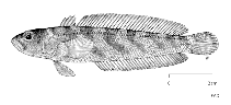 To FishBase images (<i>Patagonotothen brevicauda guntheri</i>, by FAO)