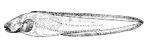 To FishBase images (<i>Pachycara gymninium</i>, Canada, by Canadian Museum of Nature, Ottawa, Canada)