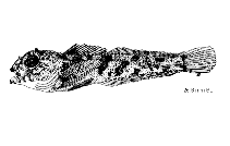 To FishBase images (<i>Paricelinus hopliticus</i>, by NOAA / NMFS)
