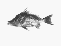 Image of Paristiopterus labiosus (Giant boarfish)