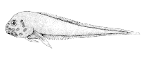 To FishBase images (<i>Paraliparis latifrons</i>, Canada, by Canadian Museum of Nature, Ottawa, Canada)