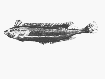To FishBase images (<i>Pavoclinus litorafontis</i>, by SFSA)