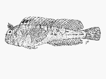To FishBase images (<i>Parablennius lodosus</i>, Mozambique, by SFSA)