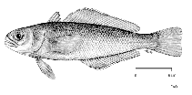 To FishBase images (<i>Paranotothenia magellanica</i>, by FAO)