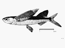 Image of Parexocoetus mento (African sailfin flyingfish)