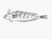 To FishBase images (<i>Pavoclinus myae</i>, South Africa, by SFSA)