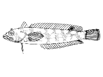 Image of Paraclinus nigripinnis (Blackfin blenny)