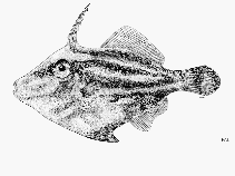 To FishBase images (<i>Paramonacanthus nipponensis</i>, Sri Lanka, by FAO)