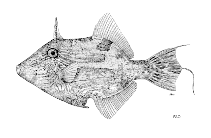 To FishBase images (<i>Paramonacanthus otisensis</i>, by FAO)