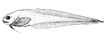 Image of Paraliparis paucidens (Toothless snailfish)