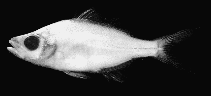 To FishBase images (<i>Paradoxodacna piratica</i>, Indonesia, by Roberts, T.R.)