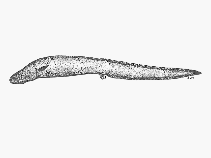 To FishBase images (<i>Parabrotula plagiophthalma</i>, by SFSA)