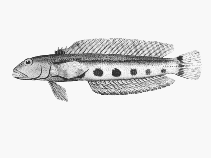 Image of Parapercis ramsayi (Spotted grubfish)