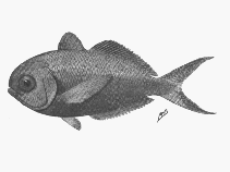 To FishBase images (<i>Parapsenes rotundus</i>, by SFSA)