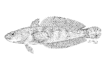 To FishBase images (<i>Patagonotothen sima</i>, by Lloris, D.)