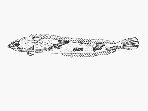 To FishBase images (<i>Pavoclinus smalei</i>, by SFSA)