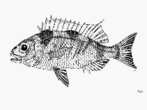 To FishBase images (<i>Parascolopsis tanyactis</i>, by FAO)