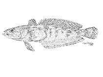 To FishBase images (<i>Patagonotothen tessellata</i>, by Lloris, D.)