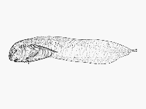 To FishBase images (<i>Paraliparis wilsoni</i>, by SFSA)