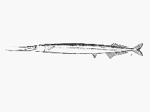 Image of Petalichthys capensis (Cape needlefish)