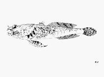To FishBase images (<i>Perulibatrachus elminensis</i>, by FAO)